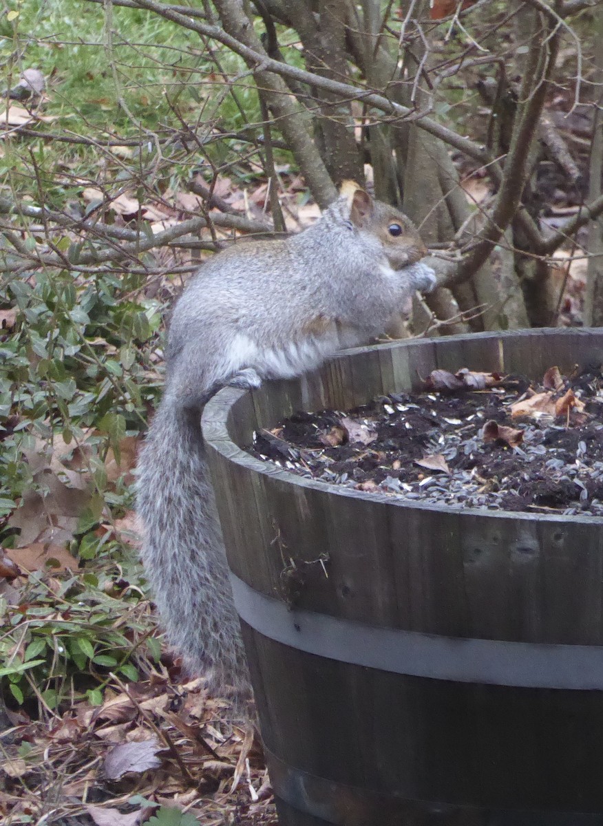 Boz Sincap - ML645903120