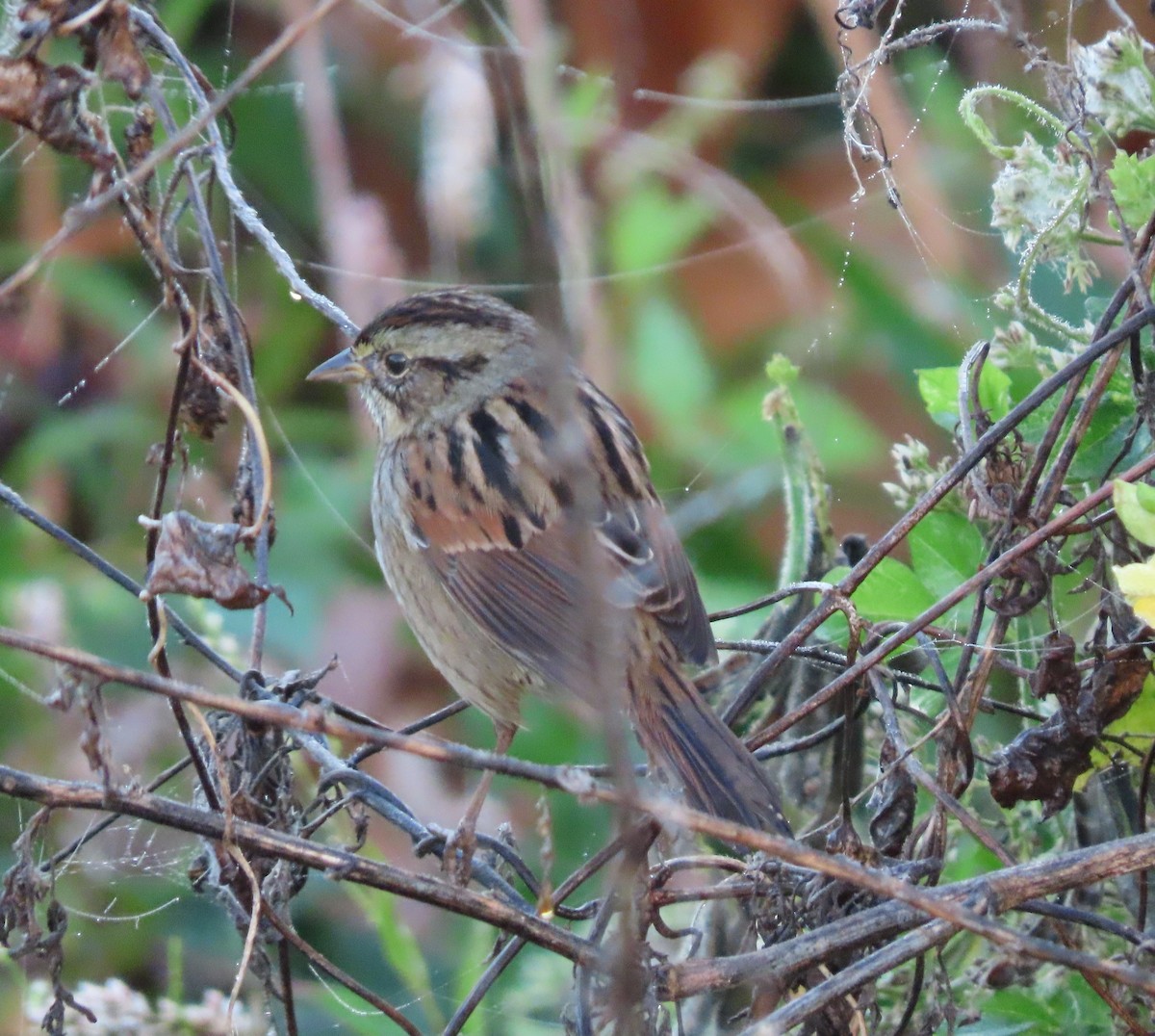 Swamp Sparrow - ML645903121