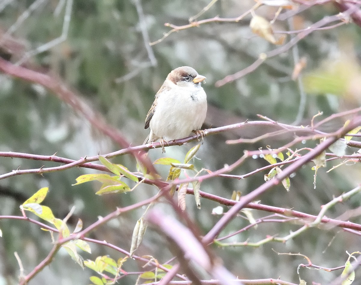 家麻雀 - ML645903123