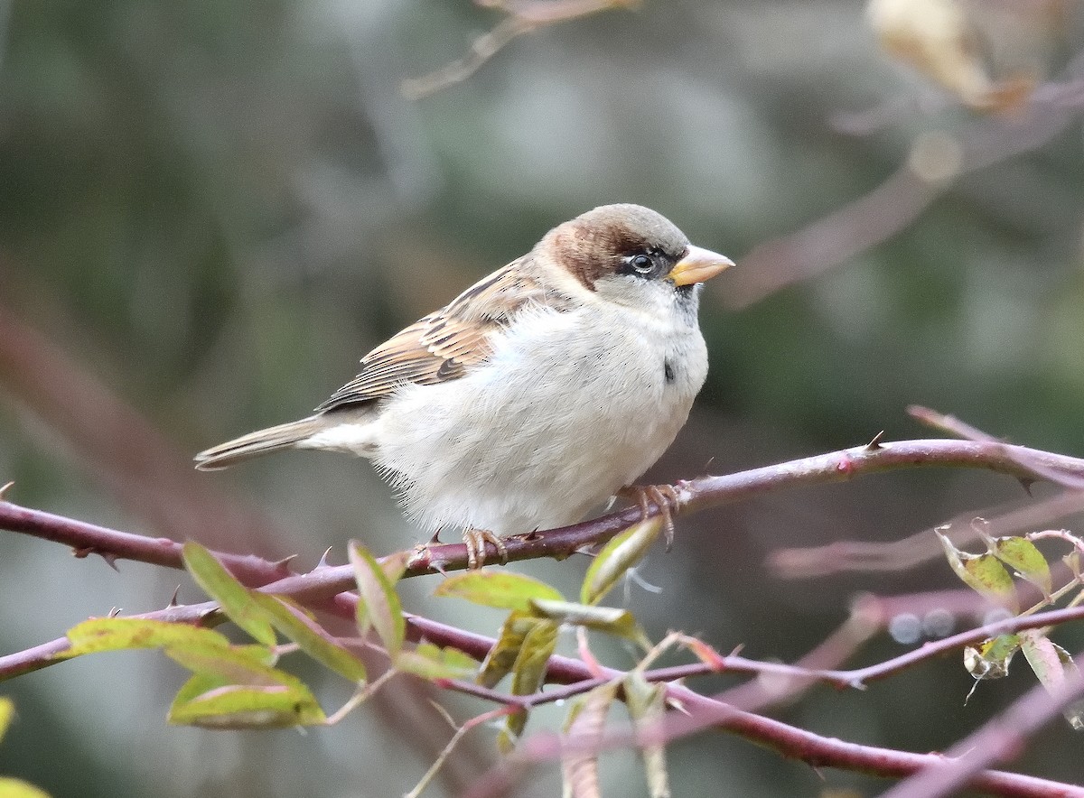 家麻雀 - ML645903124