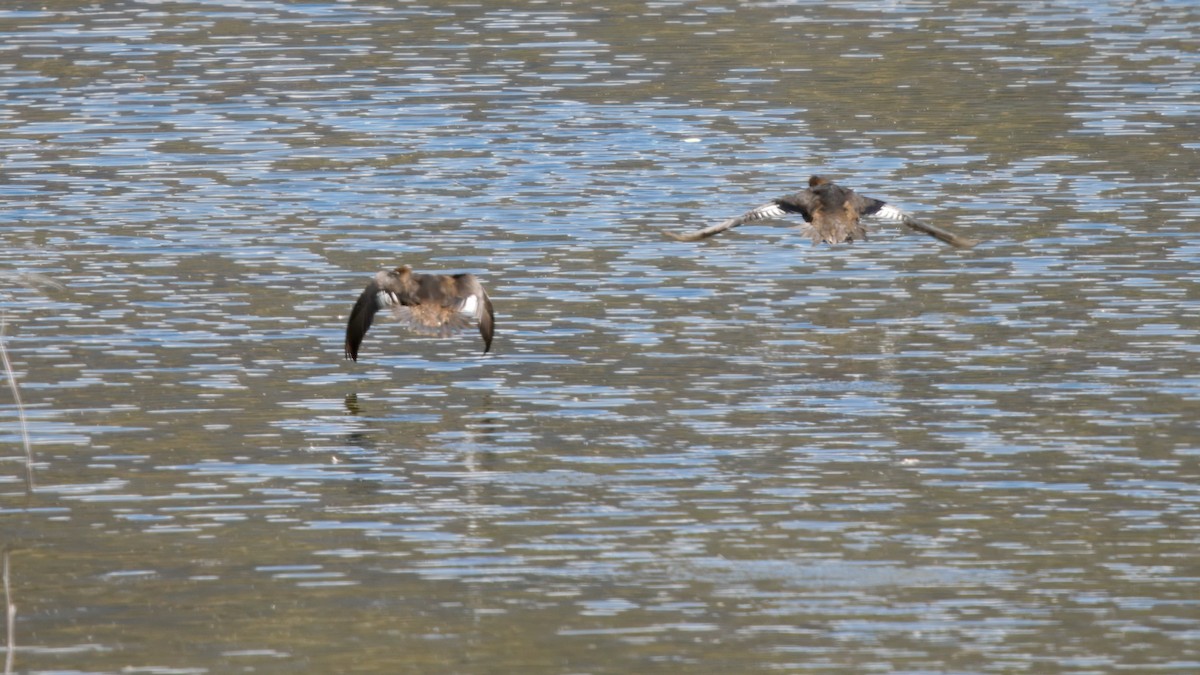 Hooded Merganser - ML645903130