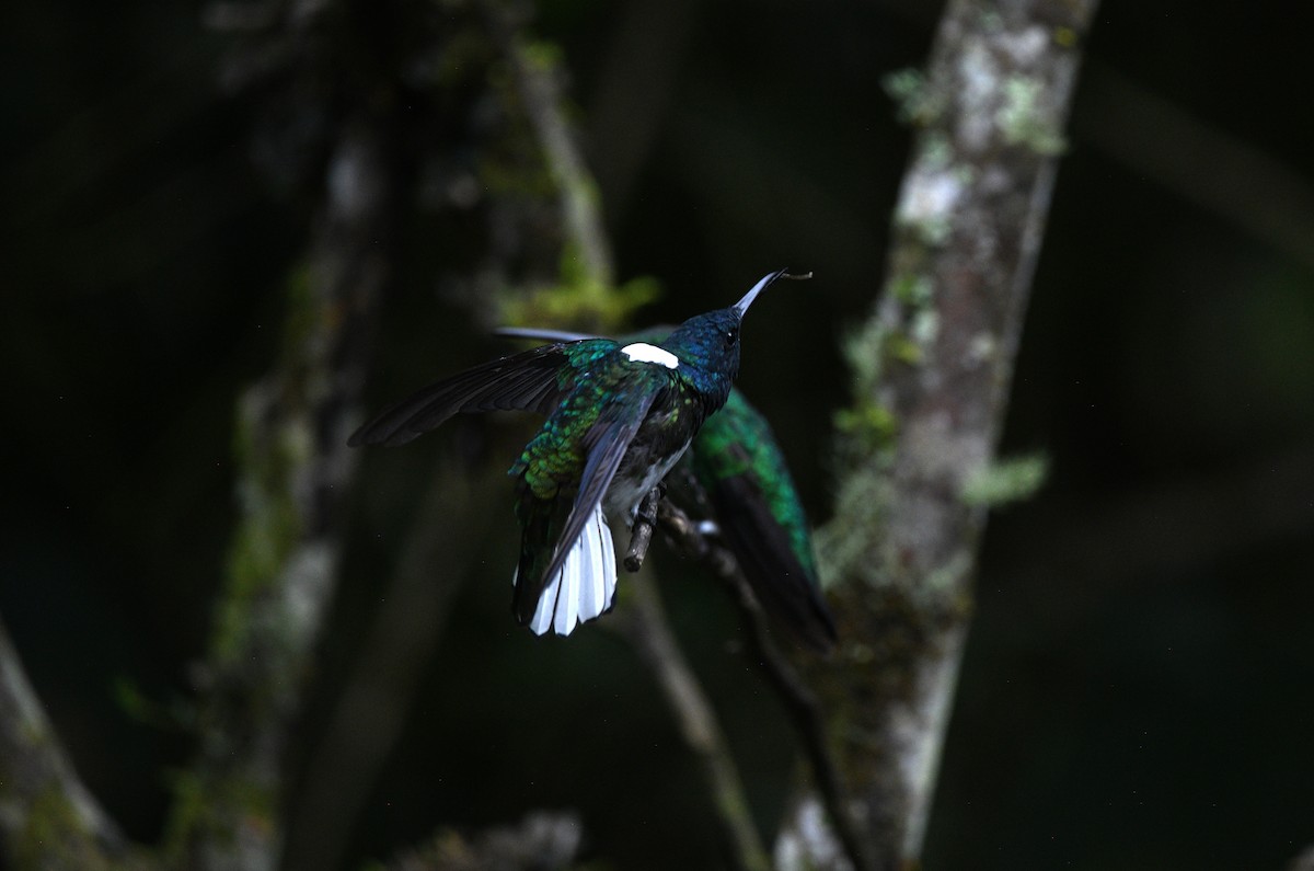 White-necked Jacobin - ML645903132