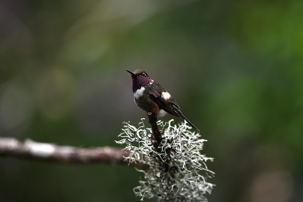 Purple-throated Woodstar - ML645903139