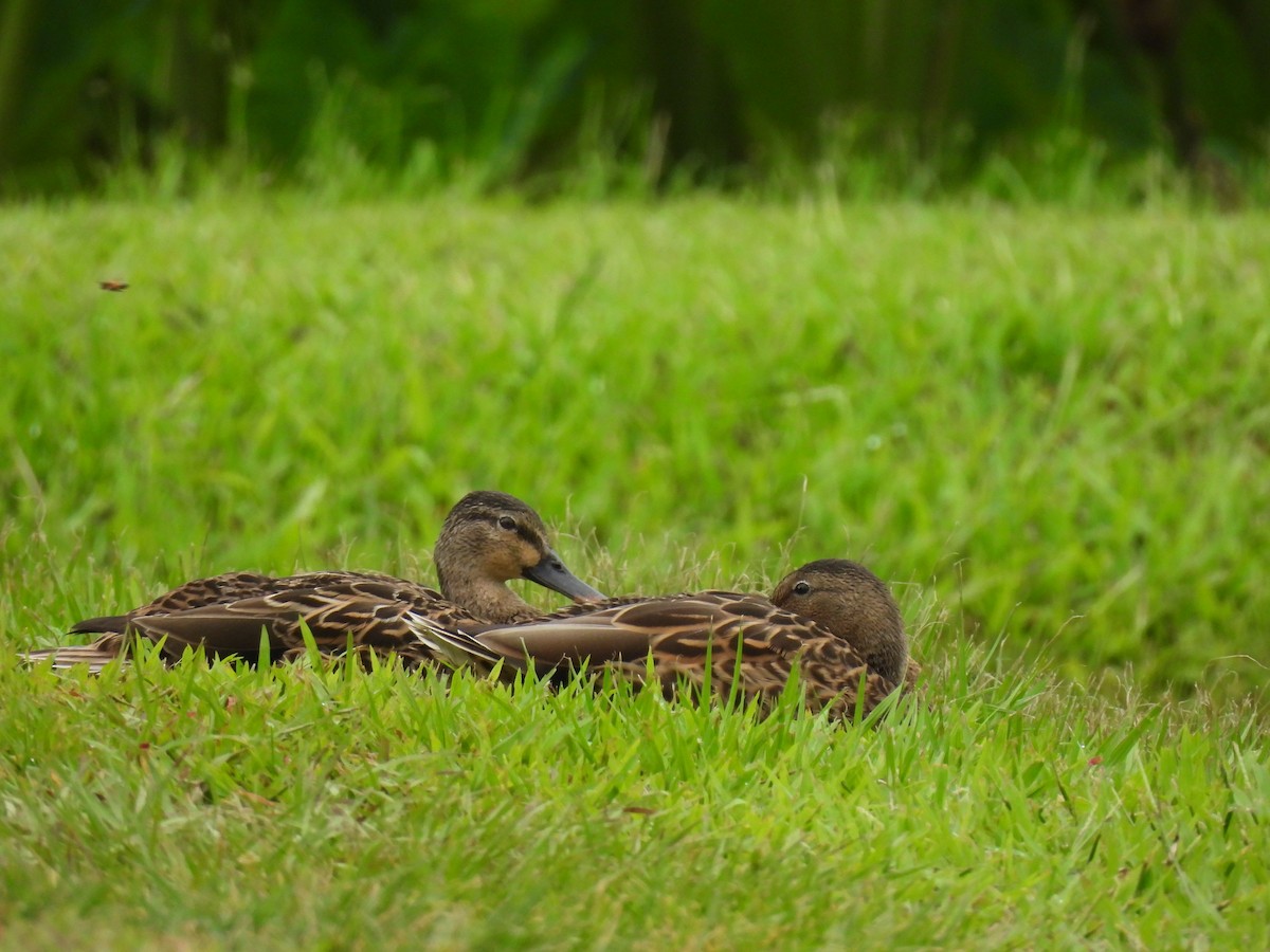 Hawaiian Duck - ML645903140