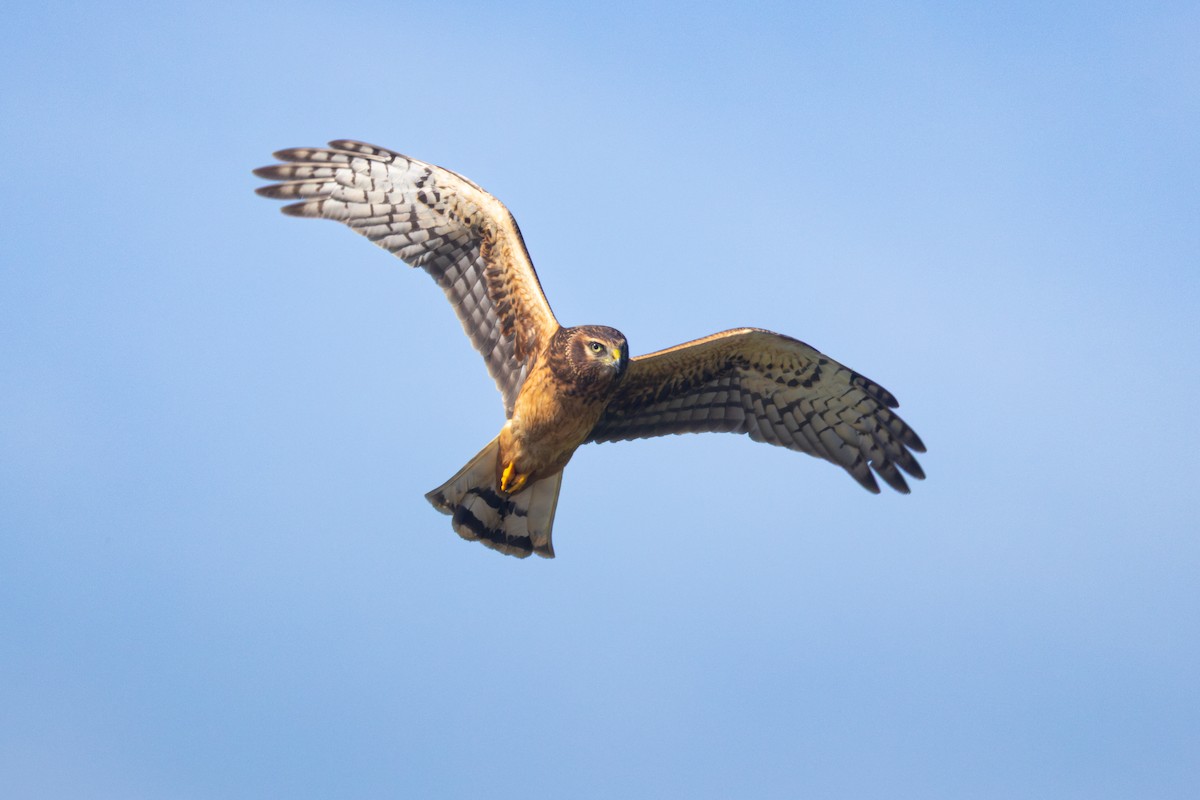 Northern Harrier - ML645903142
