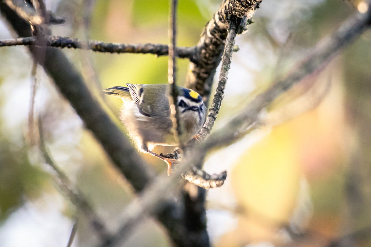 Golden-crowned Kinglet - ML645903144