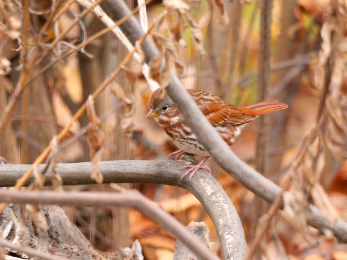 Fox Sparrow - ML645903145