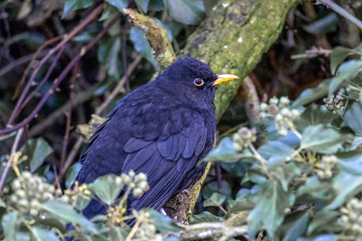 kos černý - ML645903156