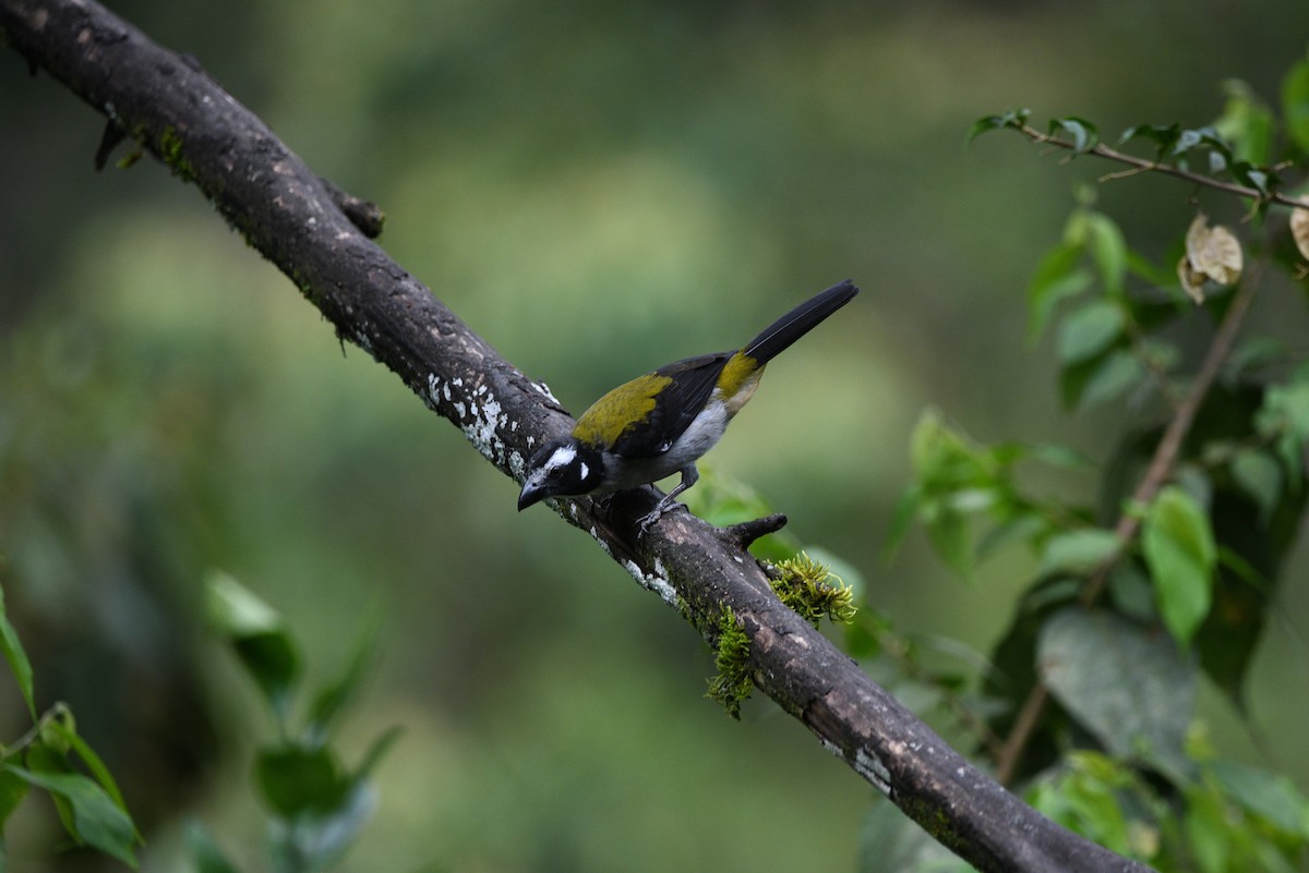 Black-winged Saltator - ML645903159