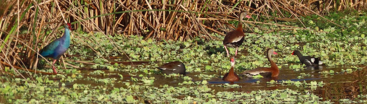 Gray-headed Swamphen - ML645903164
