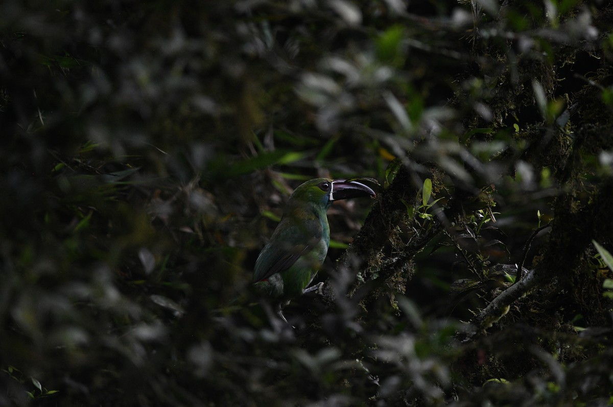 Crimson-rumped Toucanet - ML645903165