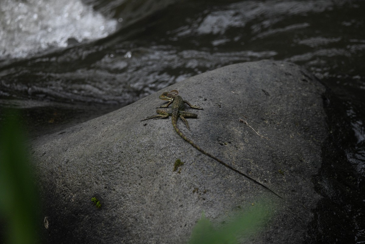 Western Basilisk - ML645903177