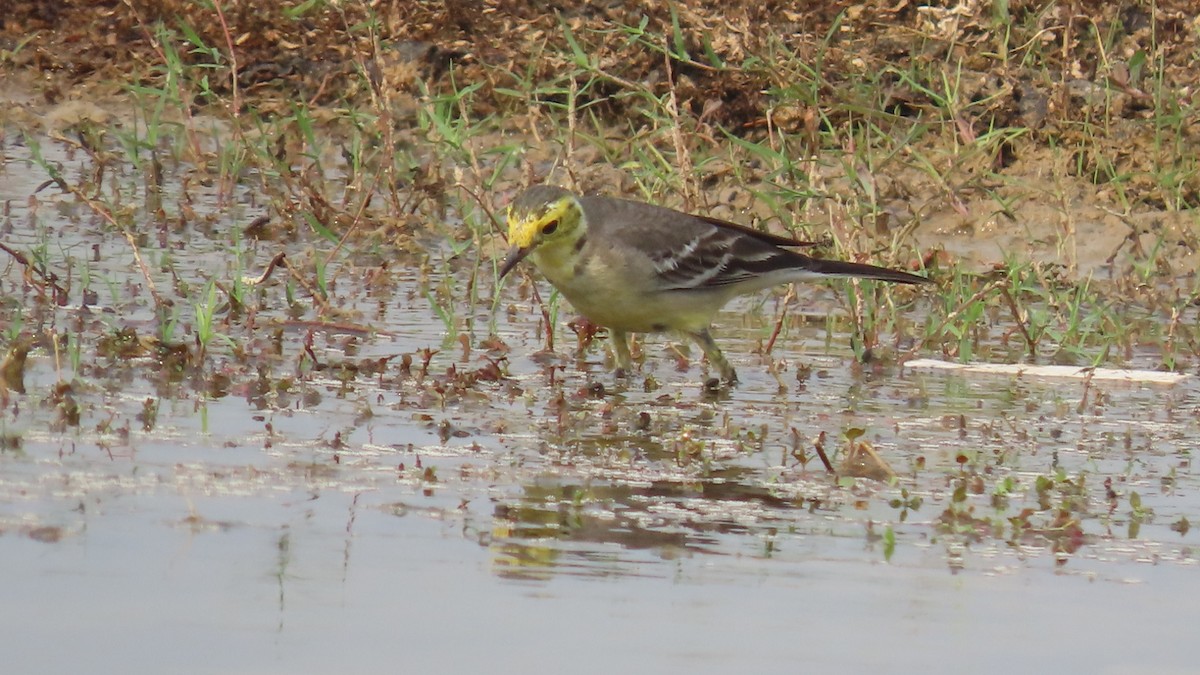 נחליאלי לימוני - ML645903178