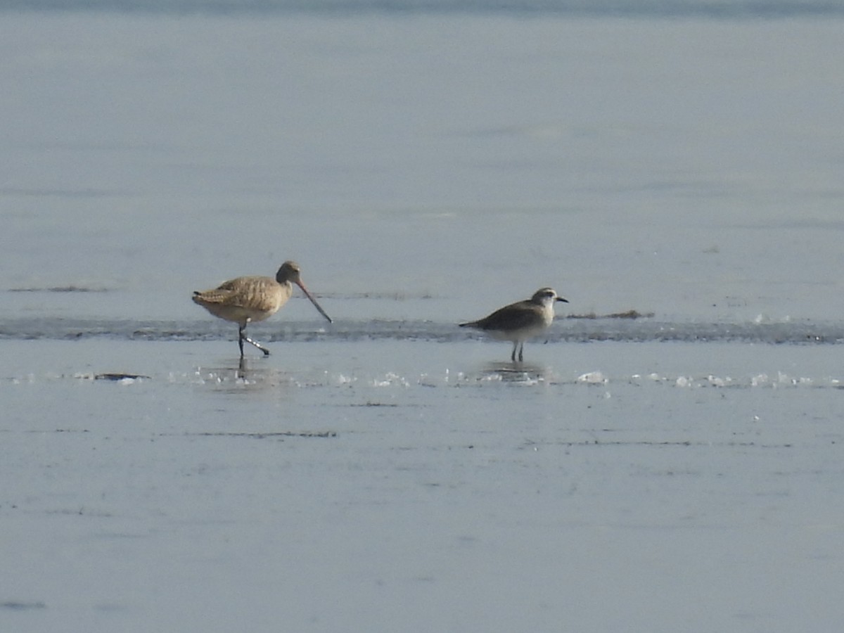 Marbled Godwit - ML645903179