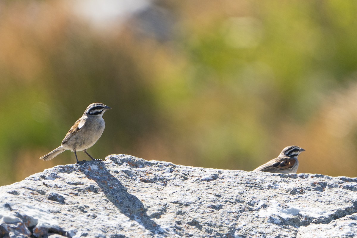 Cape Bunting - ML645903183