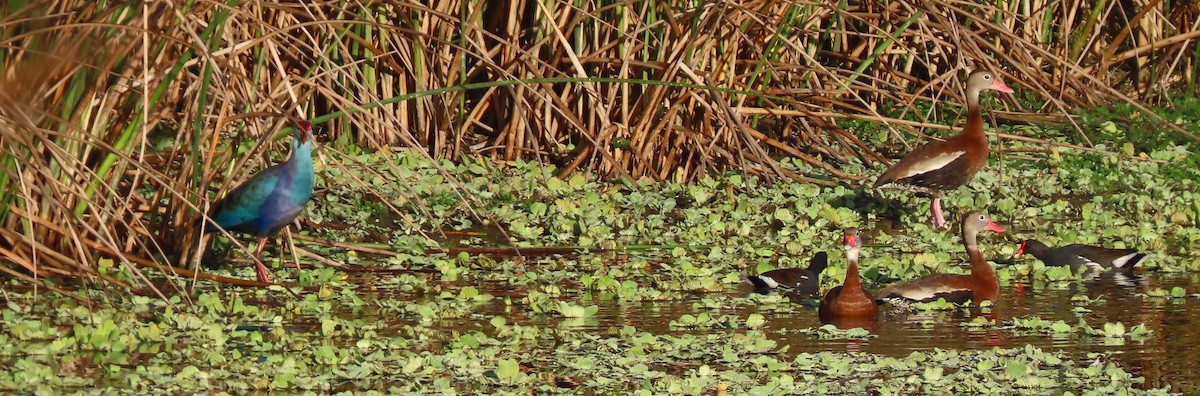 Black-bellied Whistling-Duck - ML645903184