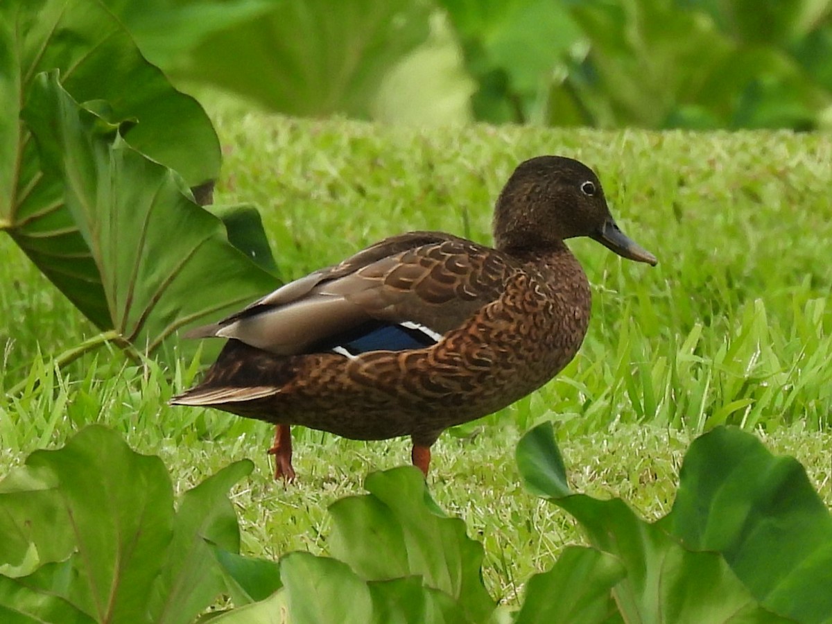 Hawaiian Duck - ML645903185