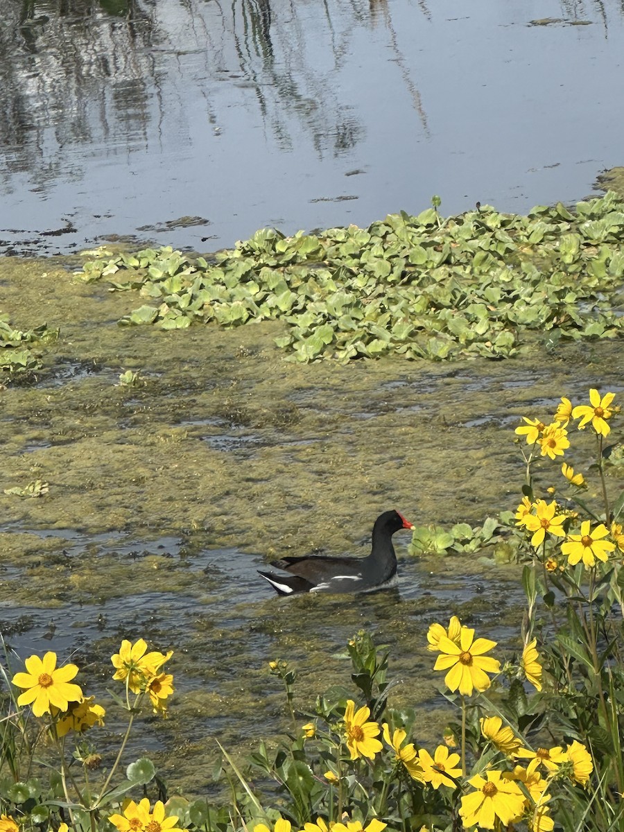 Курочка латиноамериканська - ML645903219