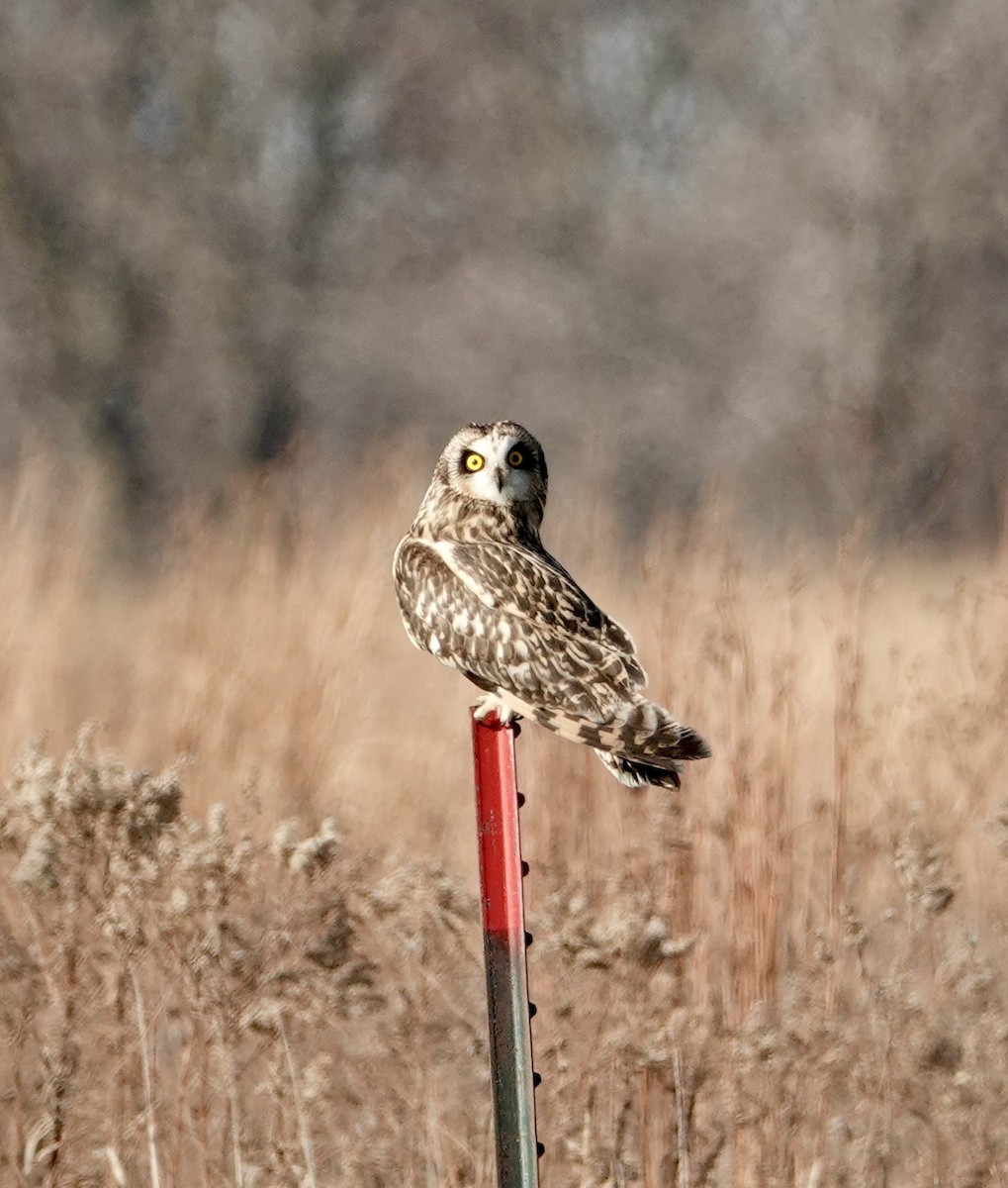 Short-eared Owl - ML645903220