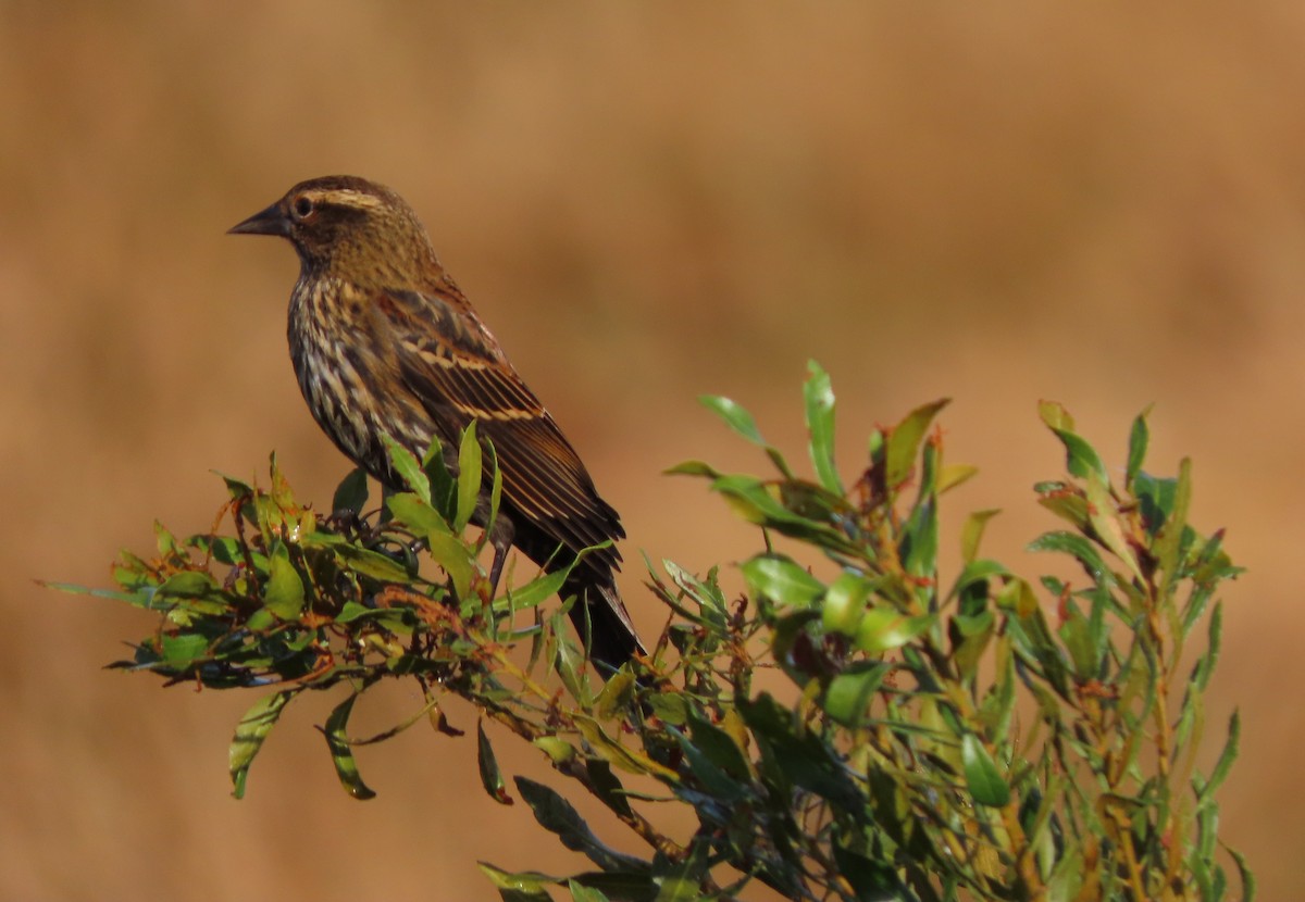 Red-winged Blackbird - ML645903225