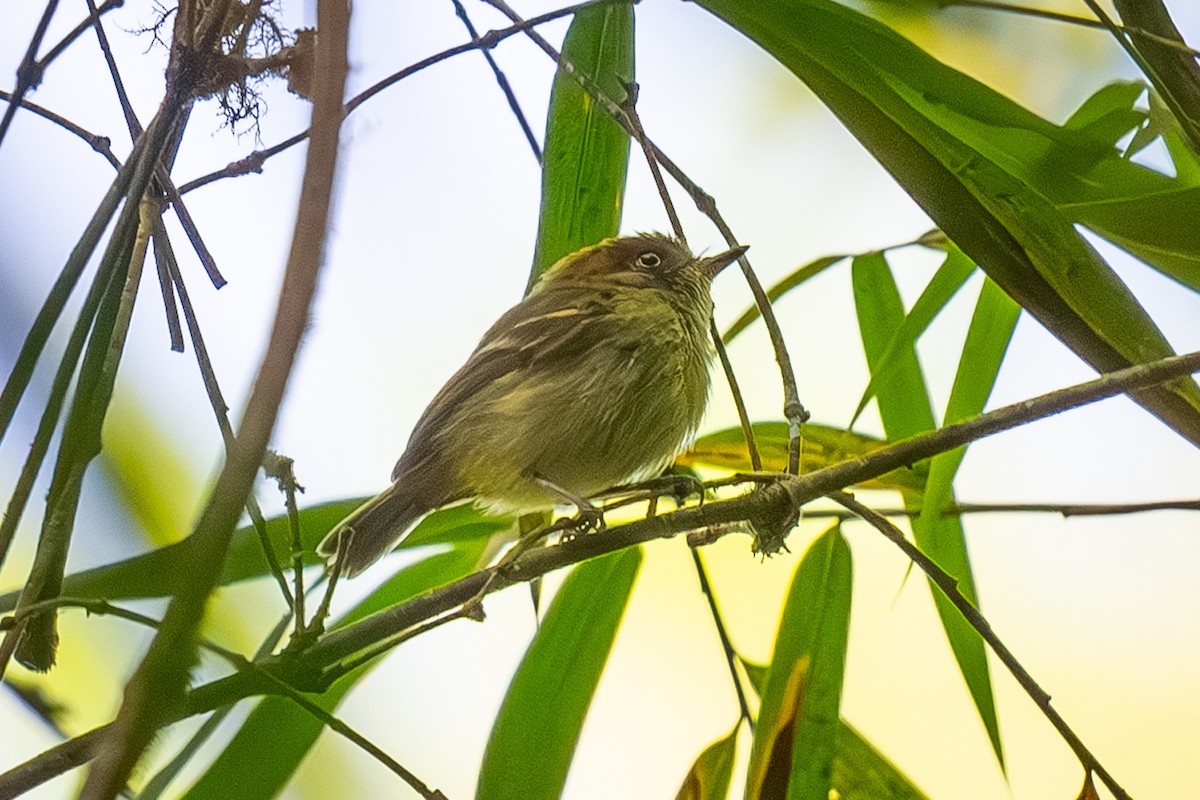 Scale-crested Pygmy-Tyrant - ML645903233