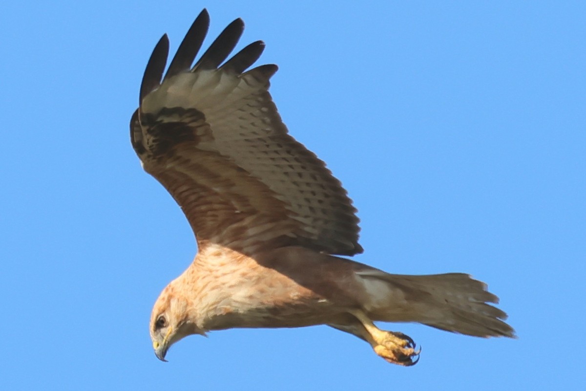 káně bělochvostá - ML645903235