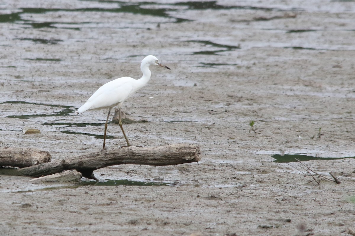 Little Blue Heron - ML645903238