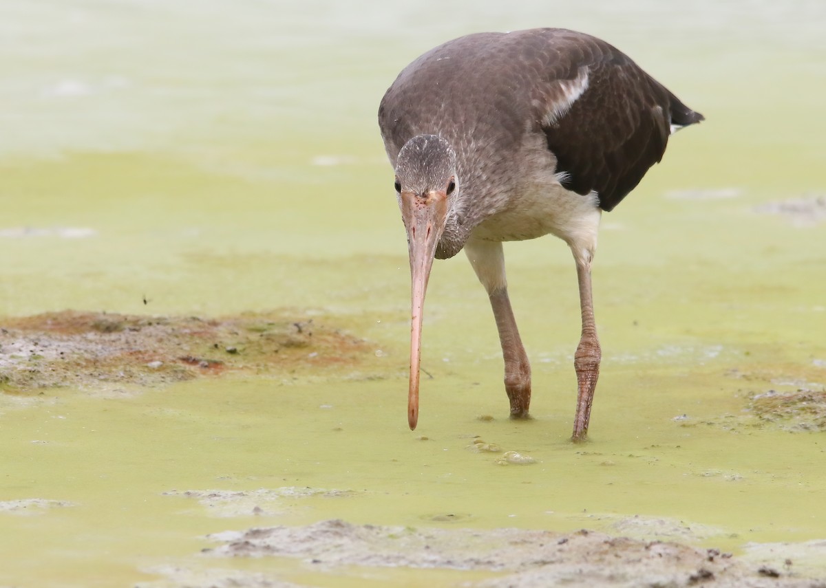 White Ibis - ML645903240