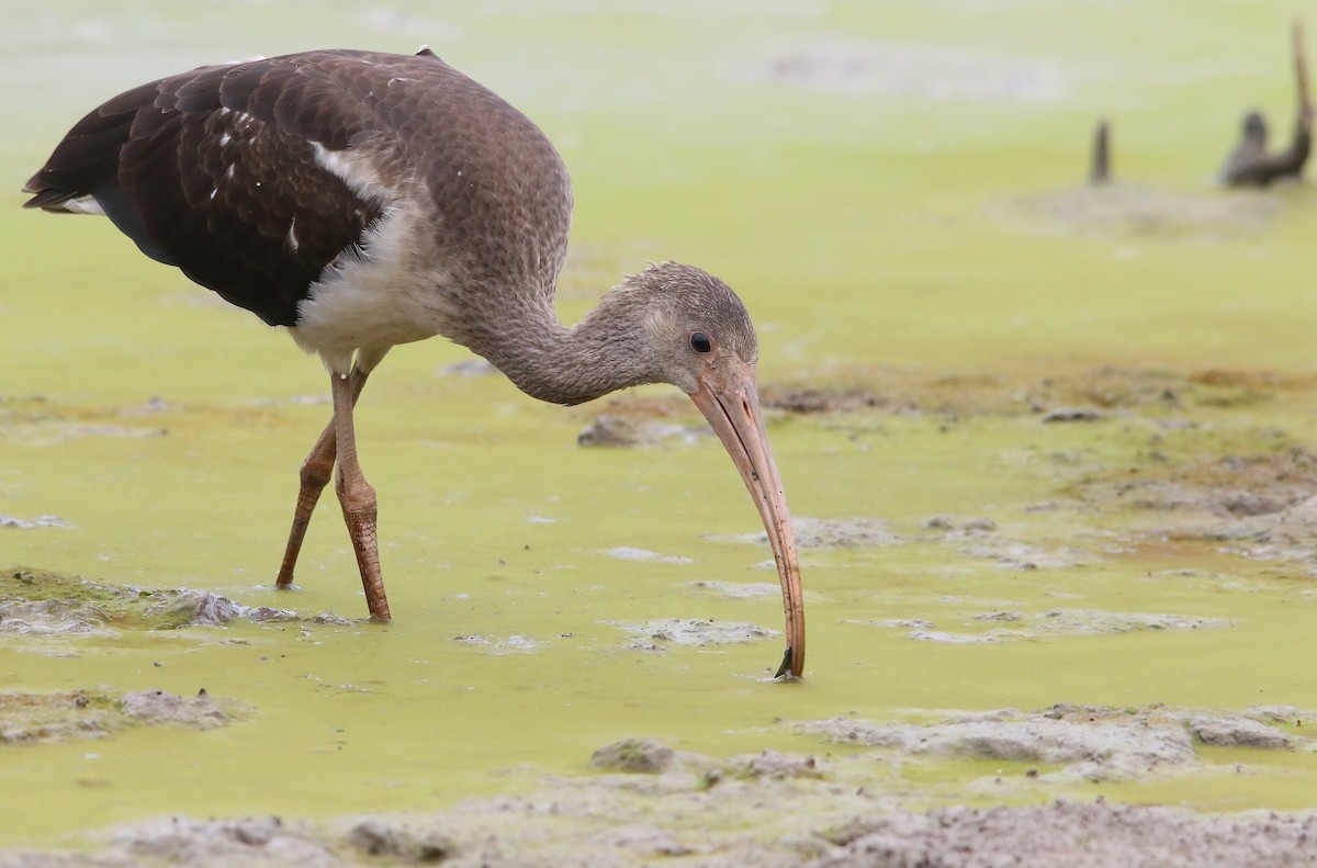 White Ibis - ML645903241