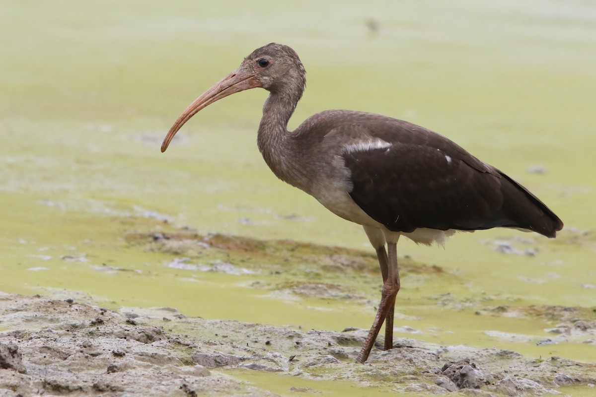 White Ibis - ML645903242