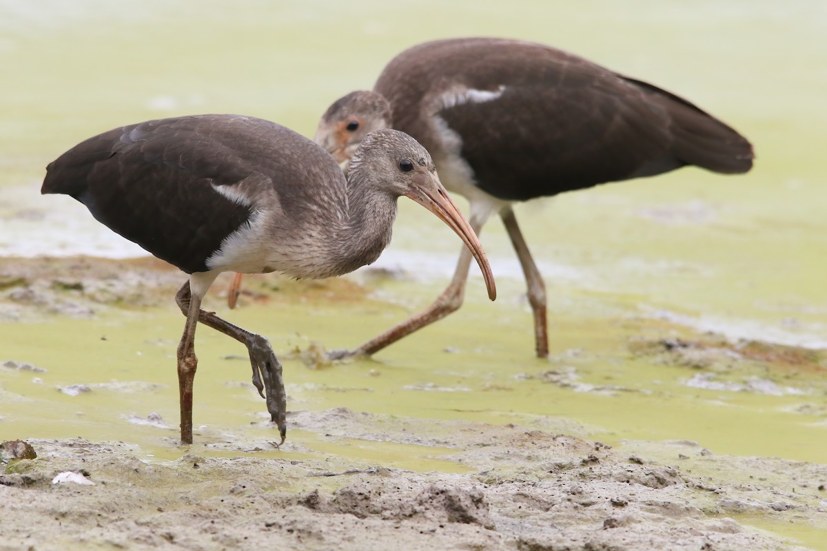 White Ibis - ML645903243