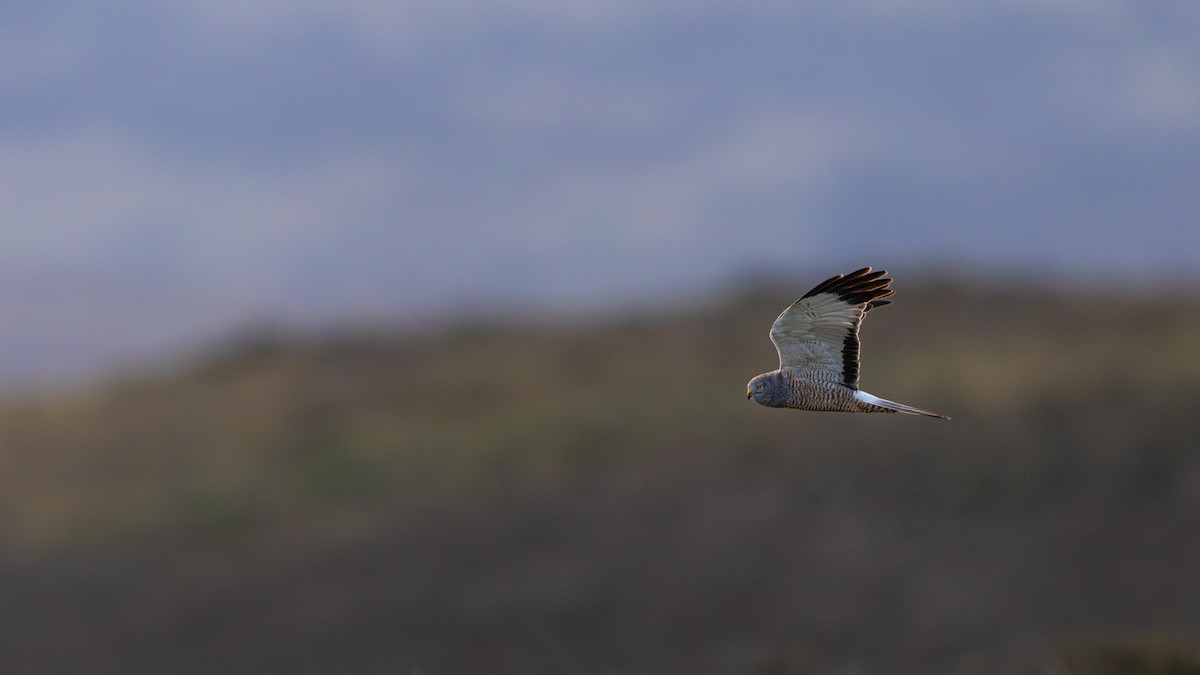 Cinereous Harrier - ML645903244