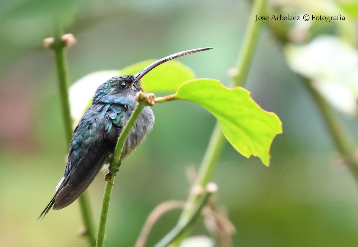 Green Hermit - ML645903250