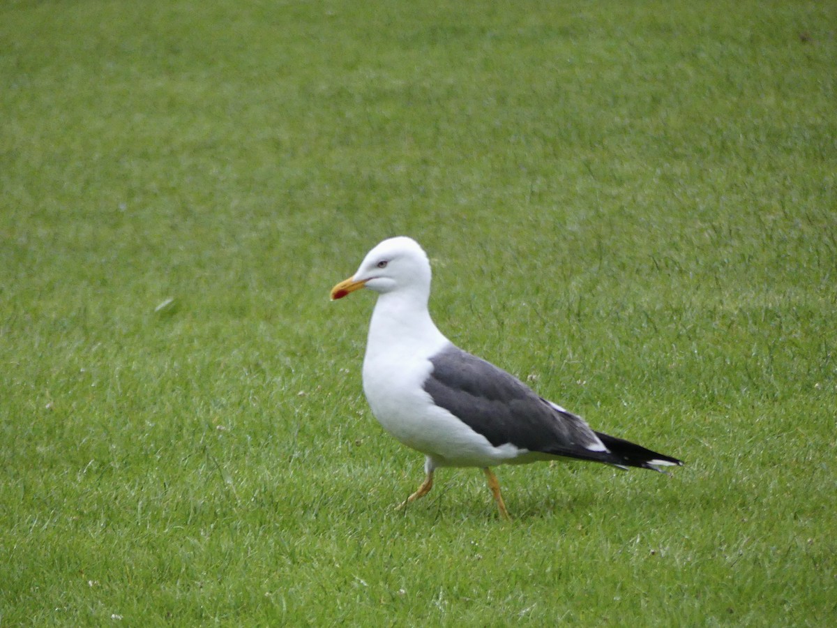 ニシセグロカモメ - ML645903251