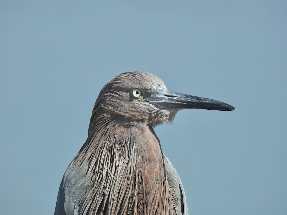 Reddish Egret - ML645903252