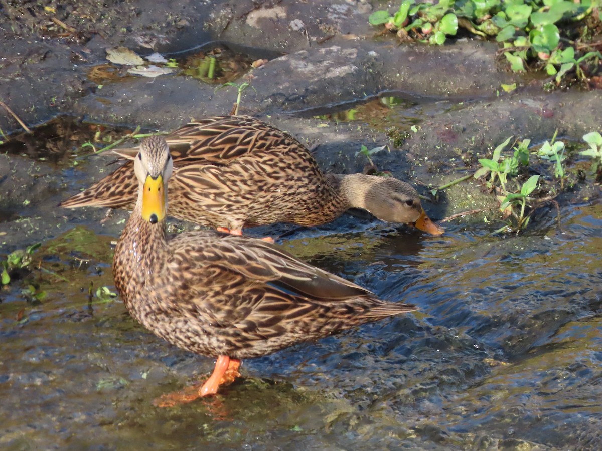 Mottled Duck - ML645903253