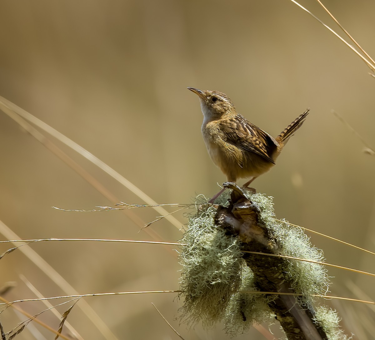 Травяной крапивник (aequatorialis) - ML645903254