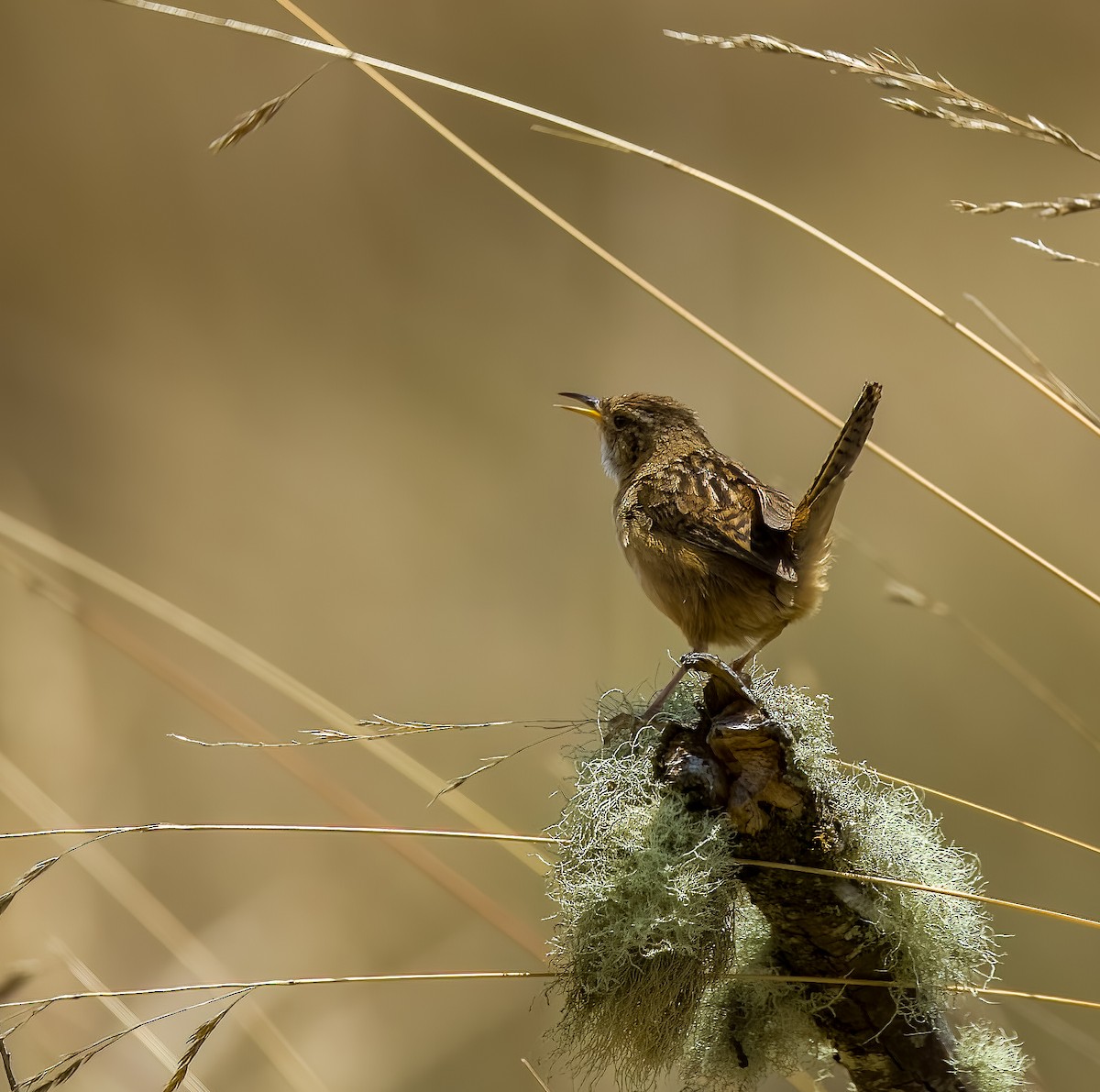 Травяной крапивник (aequatorialis) - ML645903255