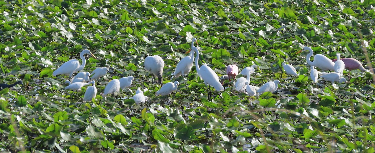 Great Egret - ML645903267