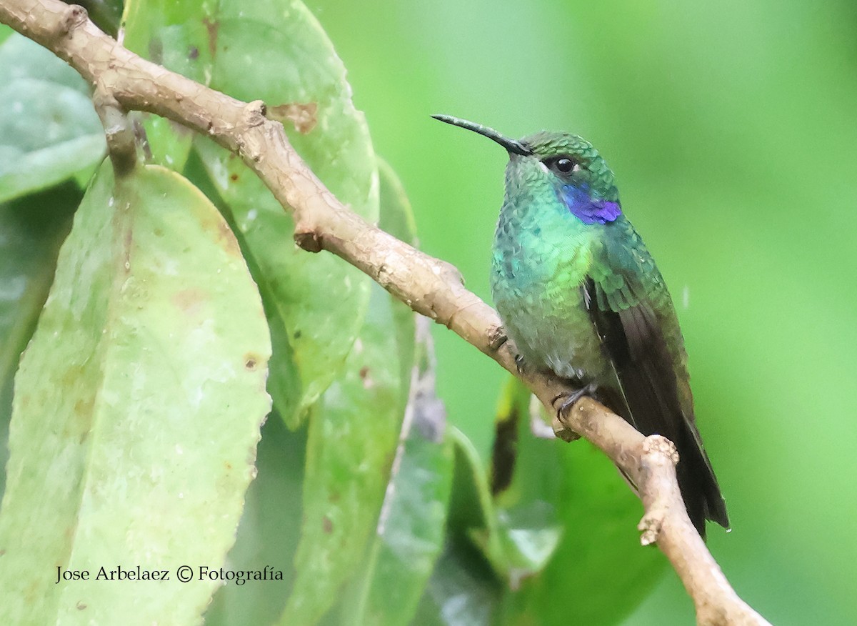 Lesser Violetear - ML645903270