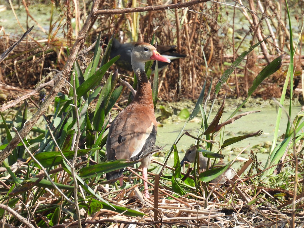 Black-bellied Whistling-Duck - ML645903272