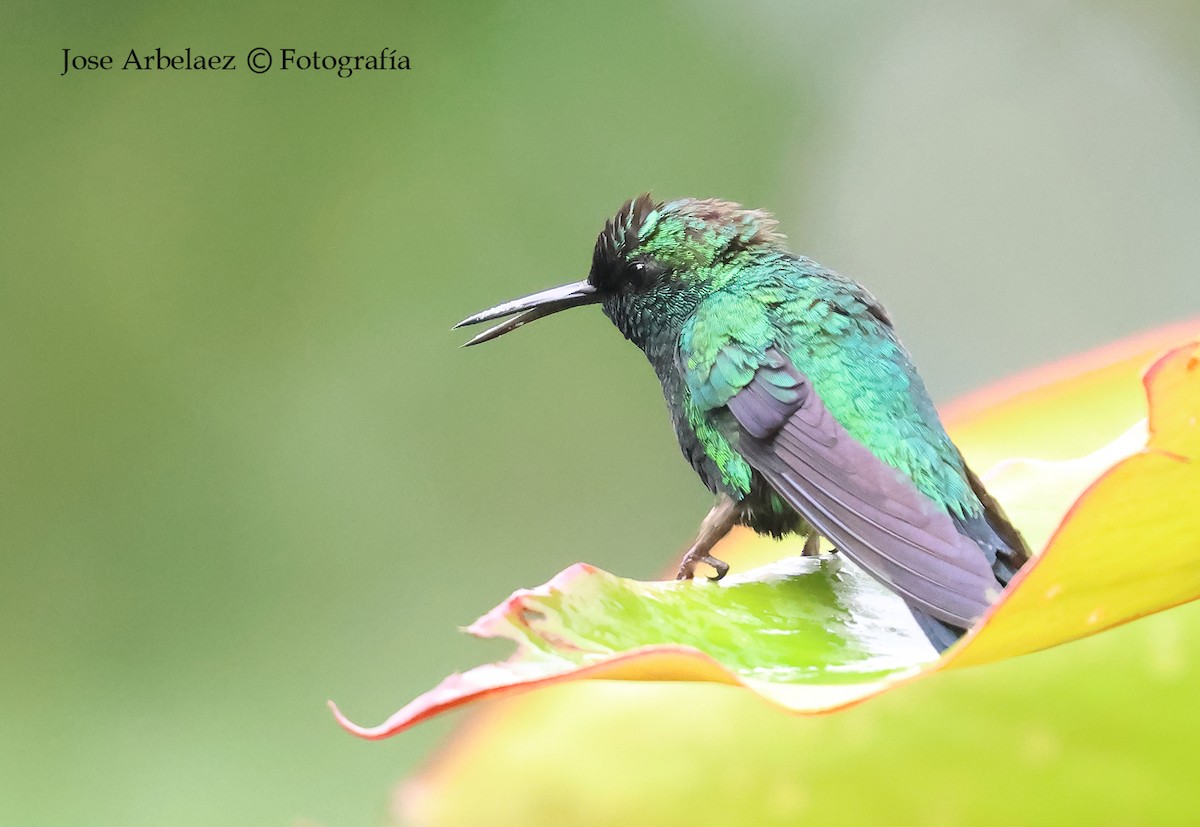 Western Emerald - ML645903285