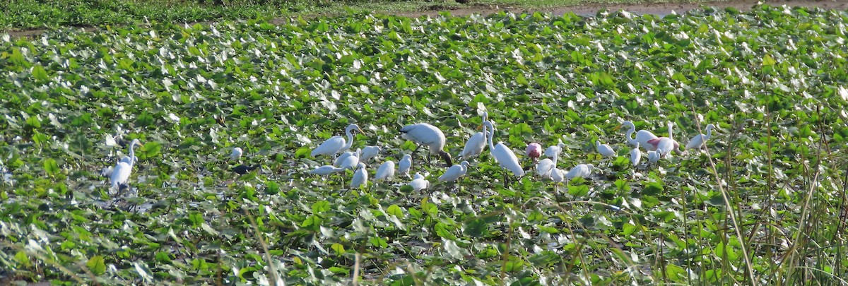 Snowy Egret - ML645903289