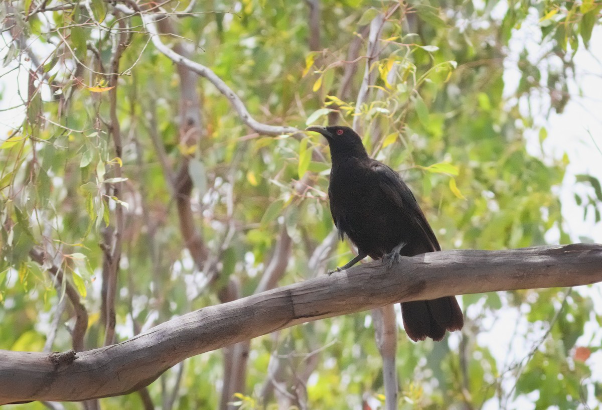 White-winged Chough - ML645903290