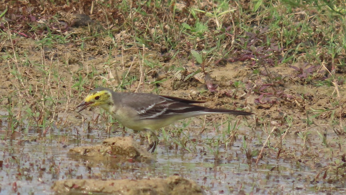 נחליאלי לימוני - ML645903296