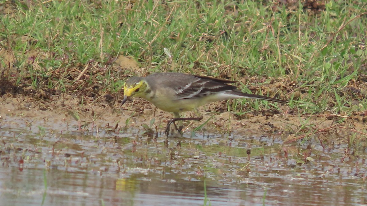 נחליאלי לימוני - ML645903297