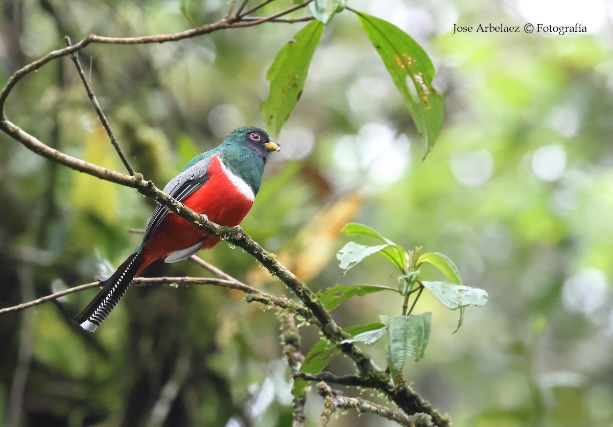 Collared Trogon - ML645903301