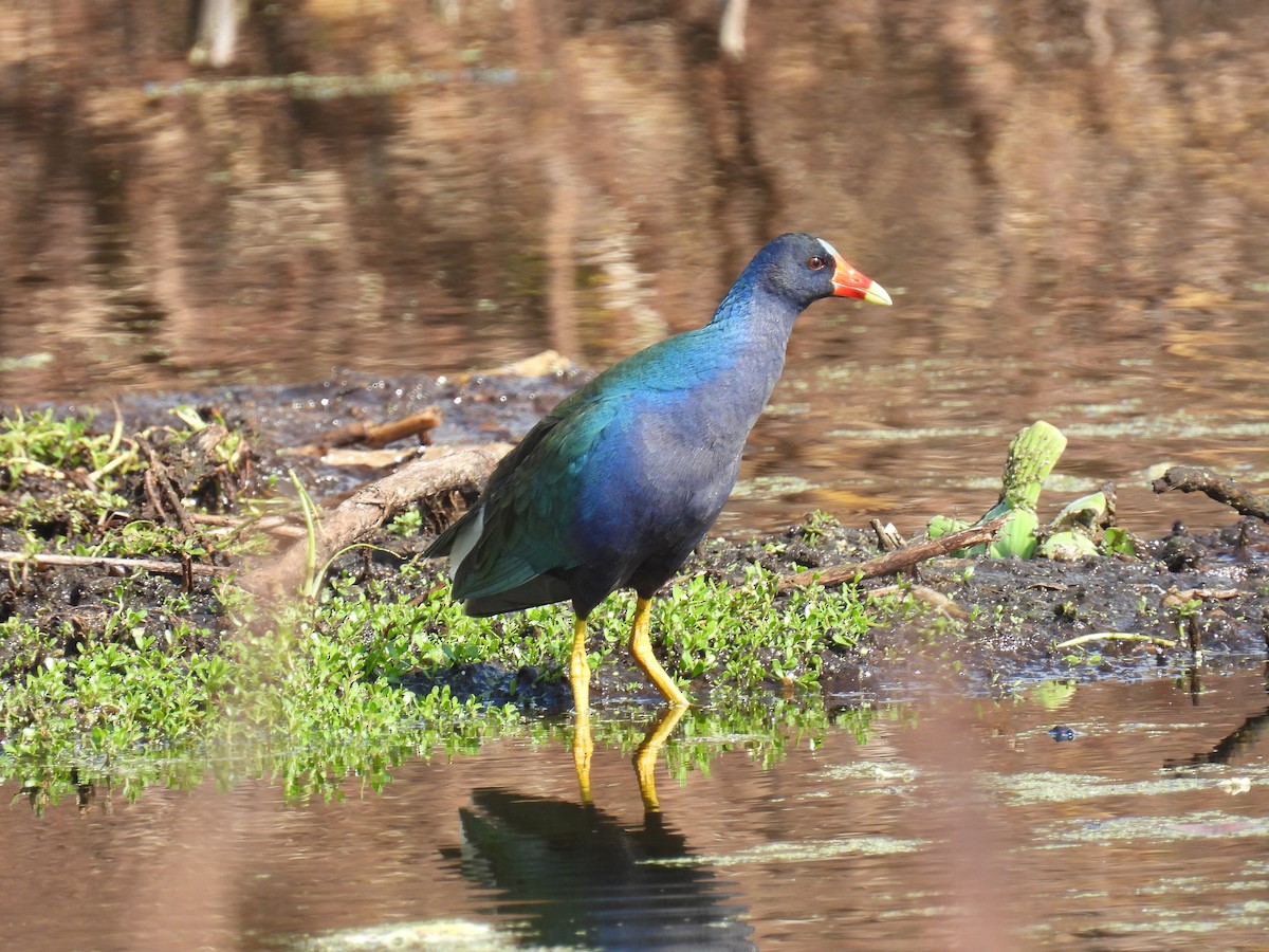 Purple Gallinule - ML645903303