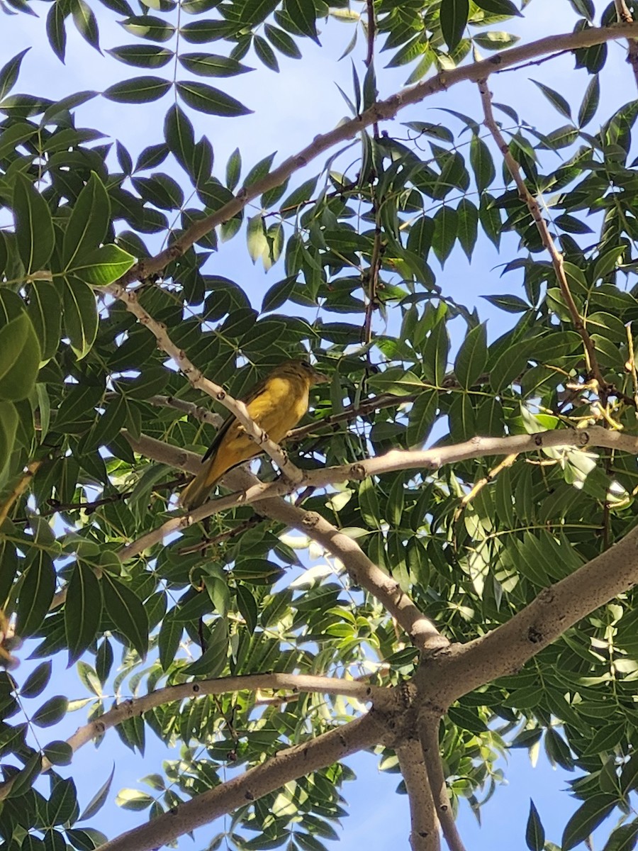 Summer Tanager - ML645903309