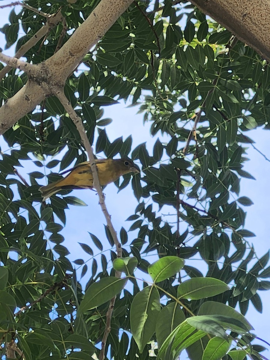 Summer Tanager - ML645903310